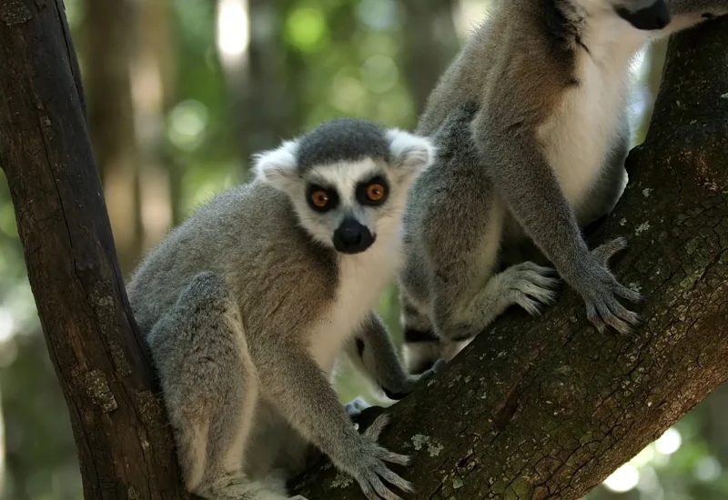 Madagascar