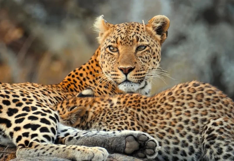 Tanzania